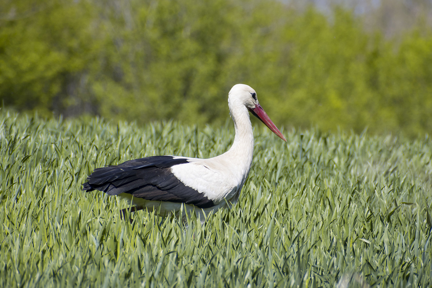 1/500, f/8, ISO 160, 270mm