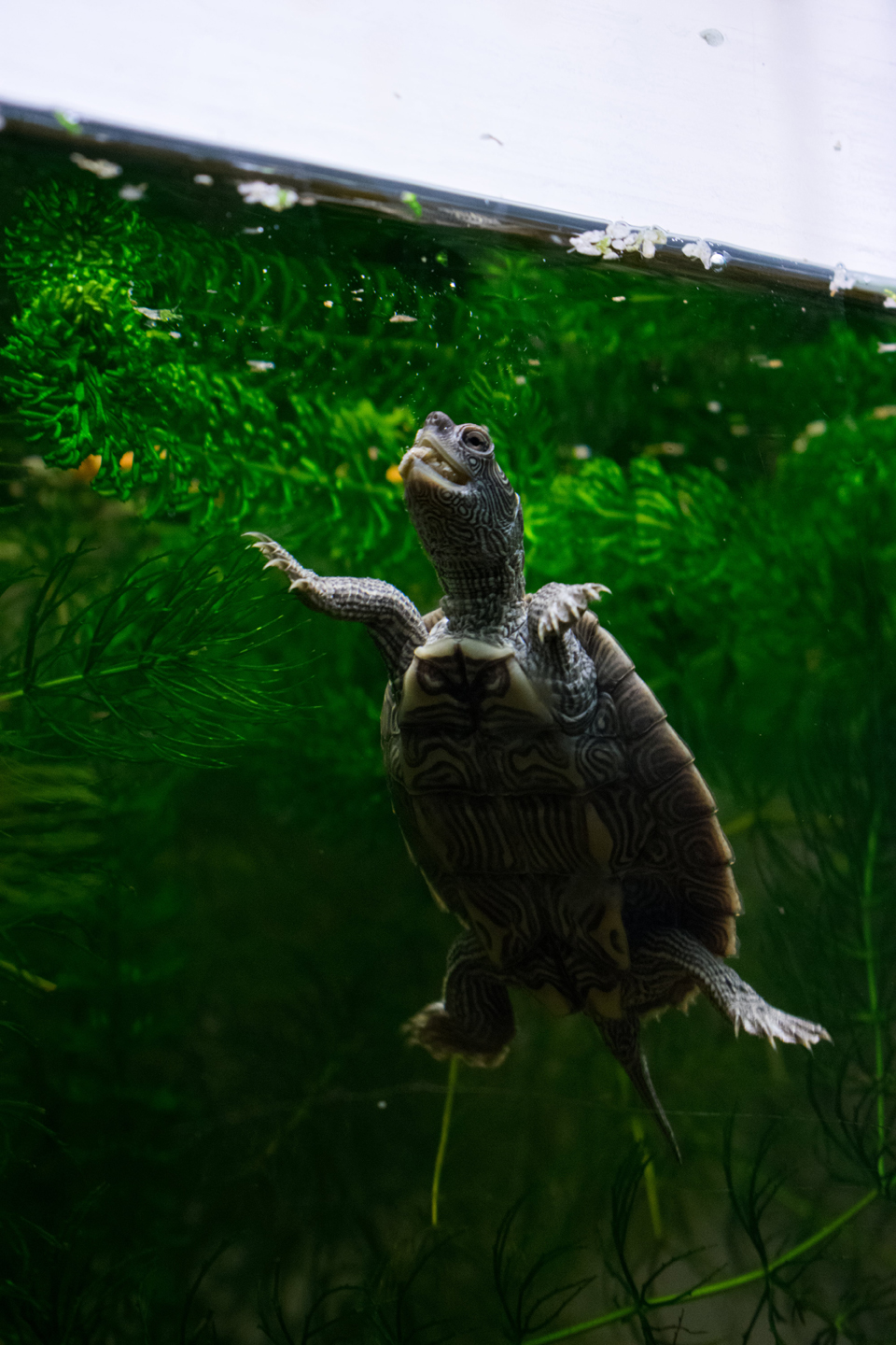 1/80, f/5.6, ISO 1600, 55mm