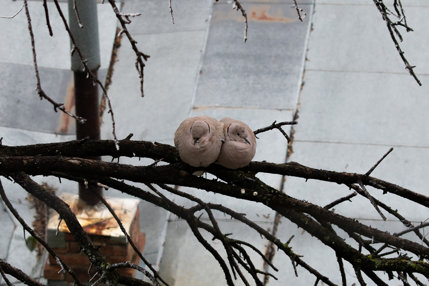 1/160, f/5.6, ISO 200, 55mm