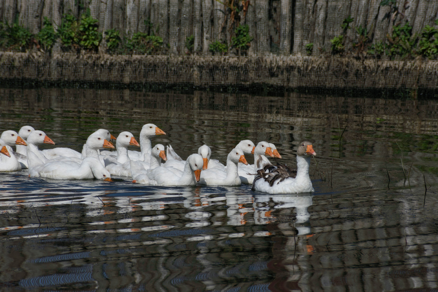 1/1000, f/11, ISO 100, 290mm