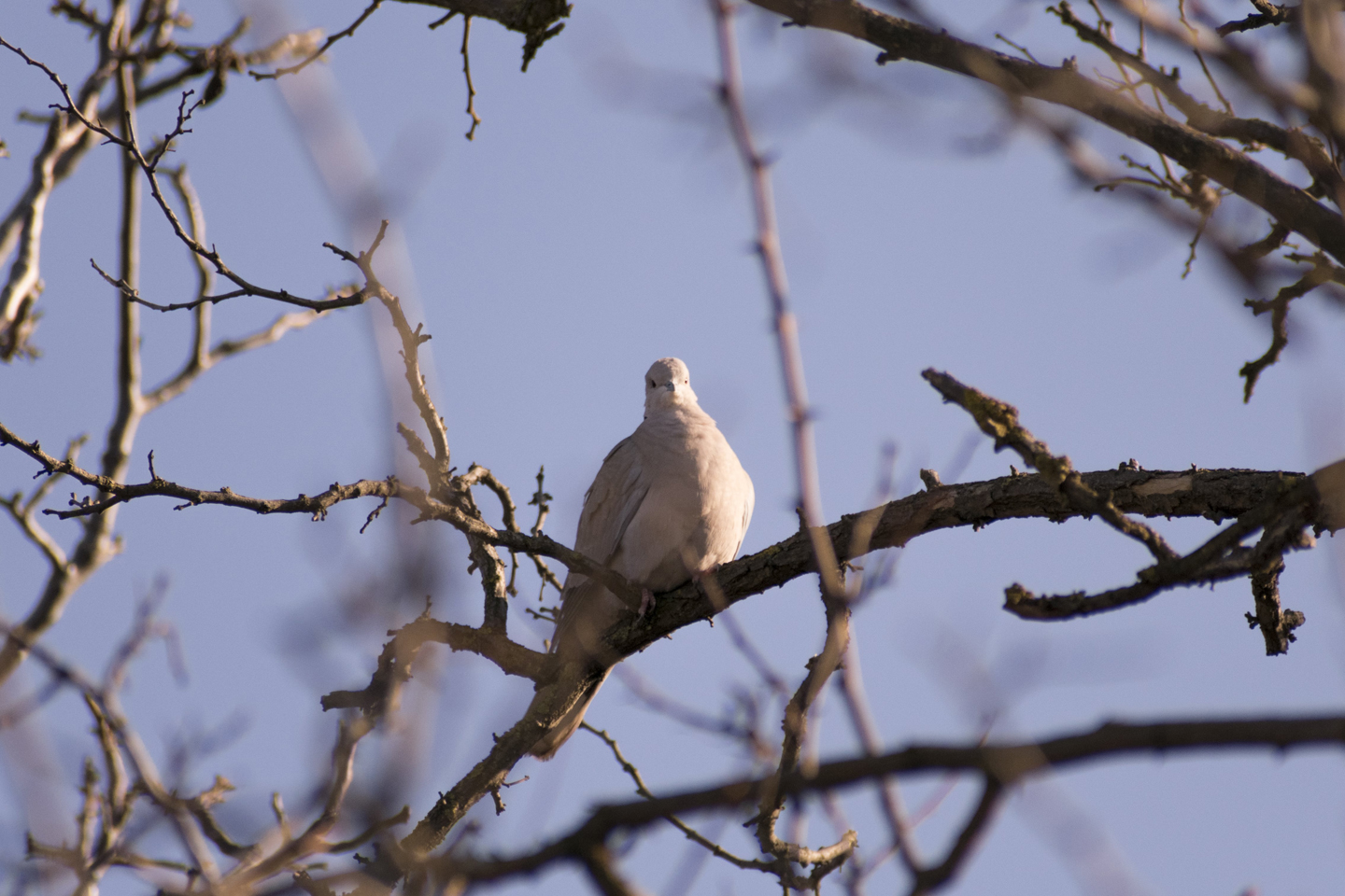 1/1600, f/6.3, ISO 400, 300mm