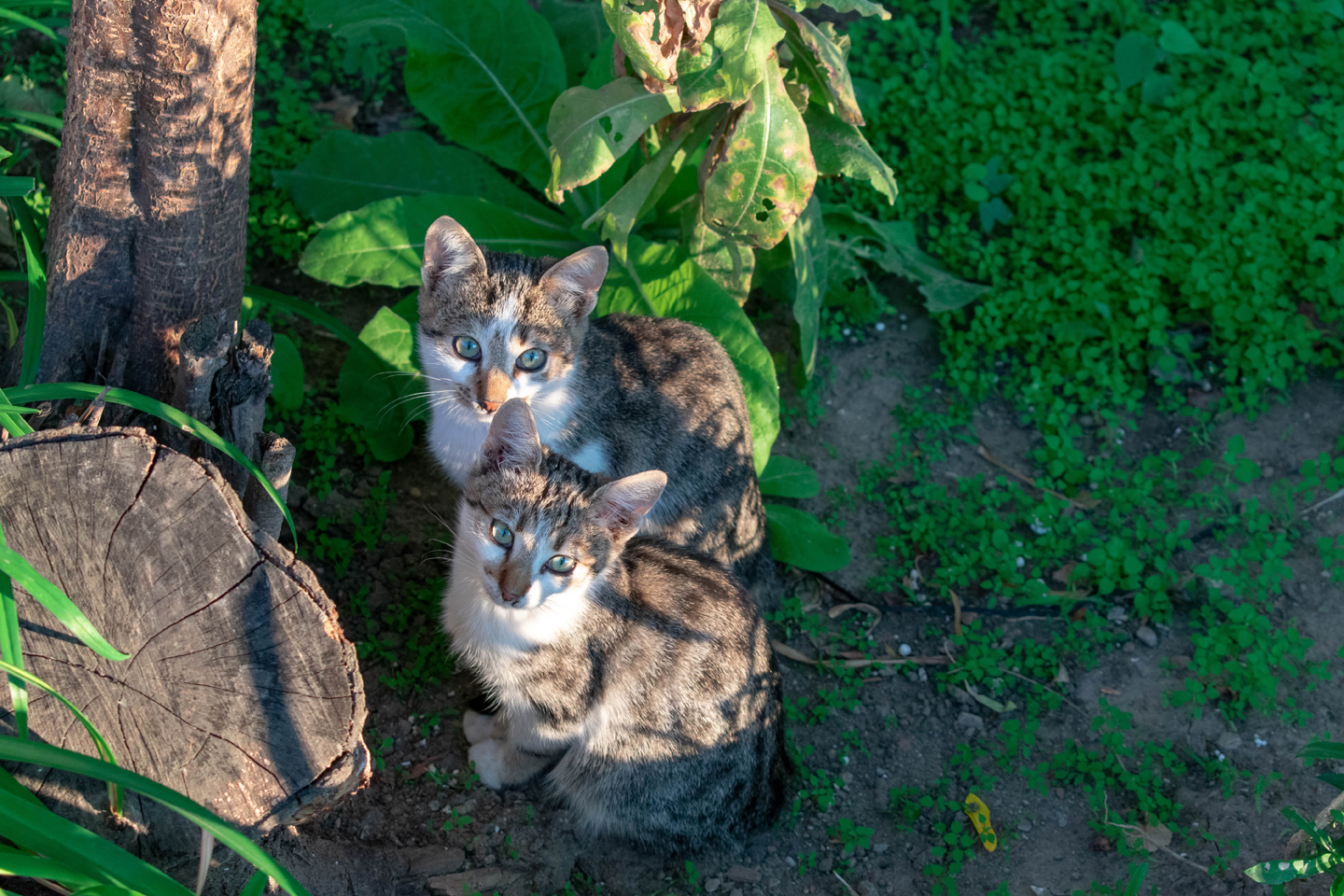 1/200, f/5.6, ISO 100, 55mm