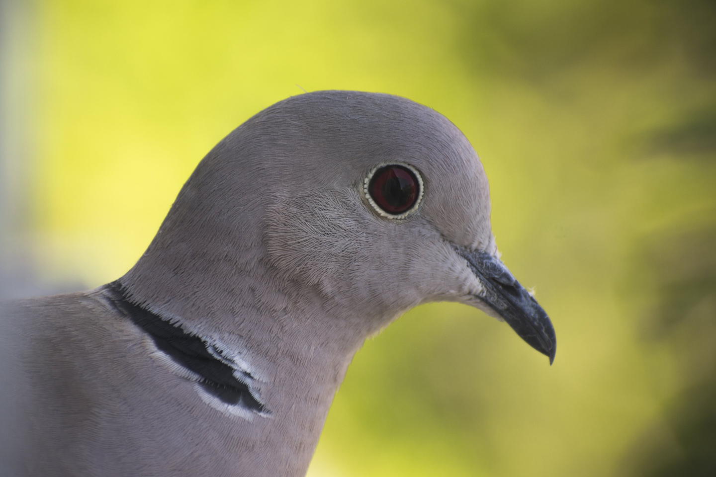 1/160, f/8, ISO 100, 300mm