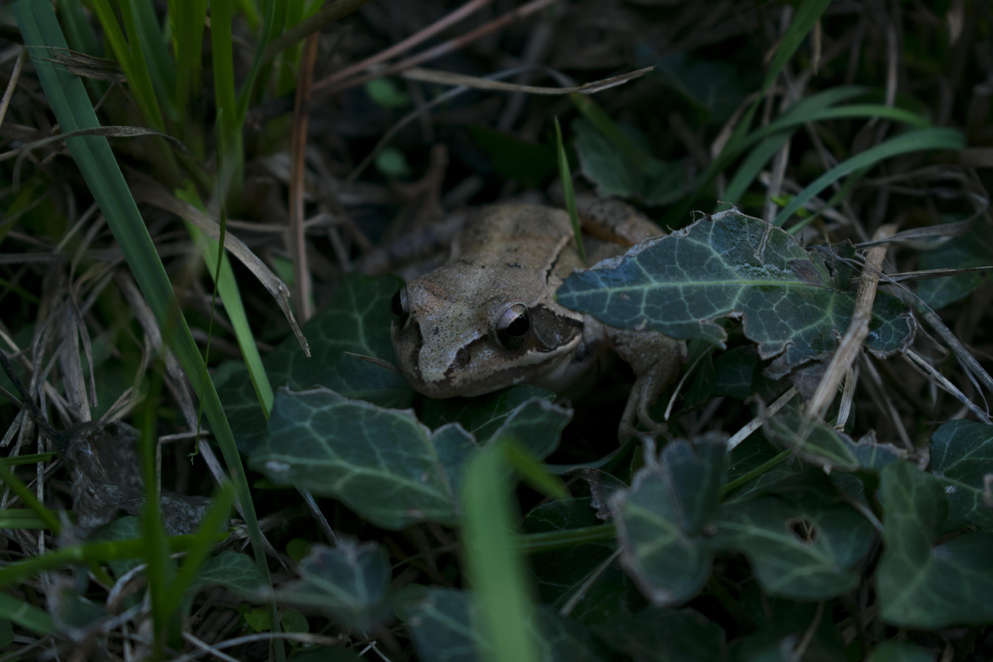 1/60, f/5.6, ISO 100, 55mm