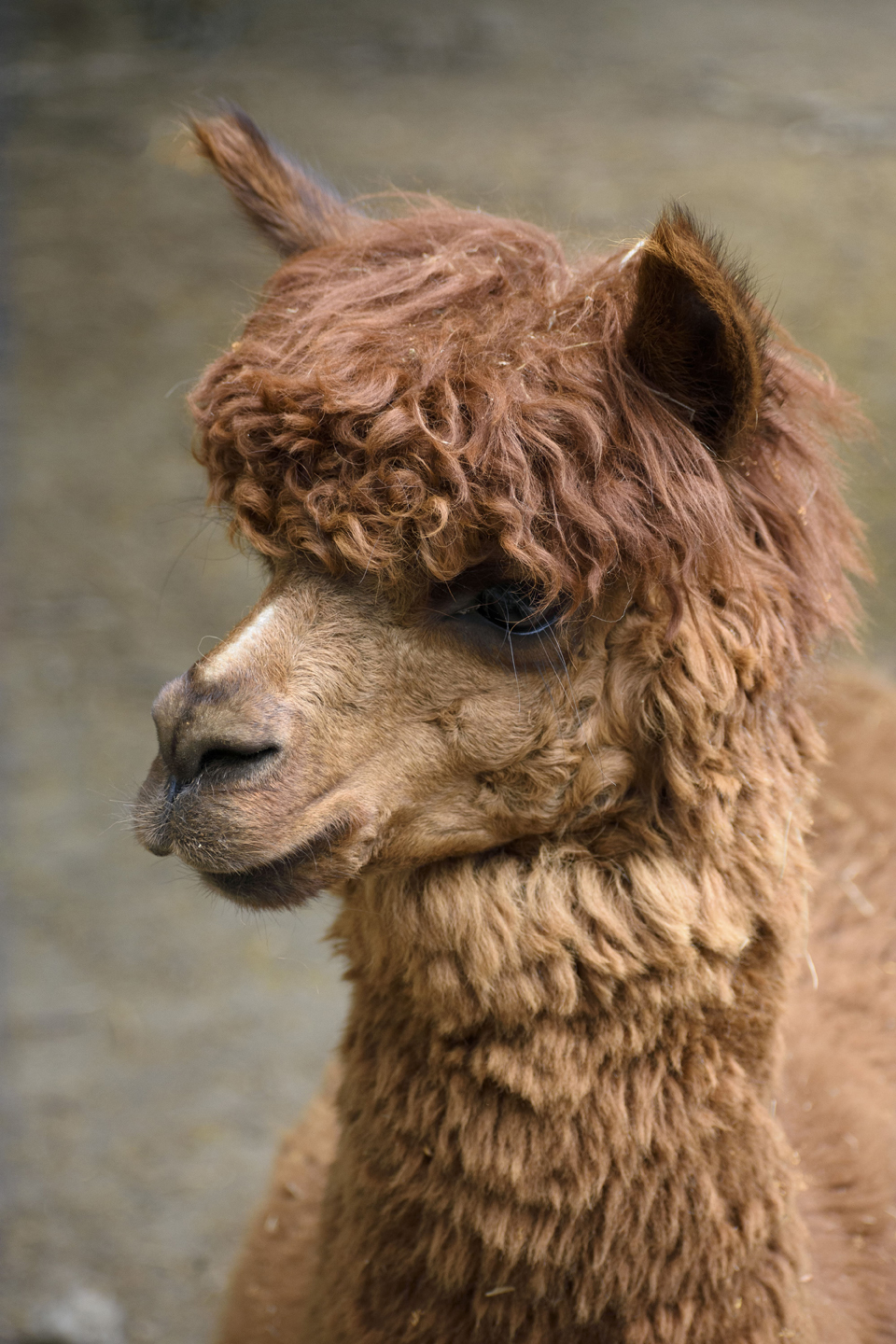 1/250, f/4.8, ISO 500, 95mm