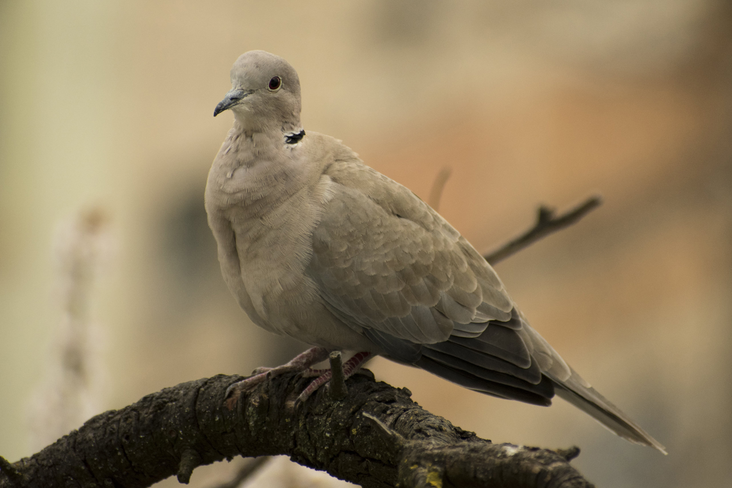 1/250, f/6.3, ISO 900, 300mm