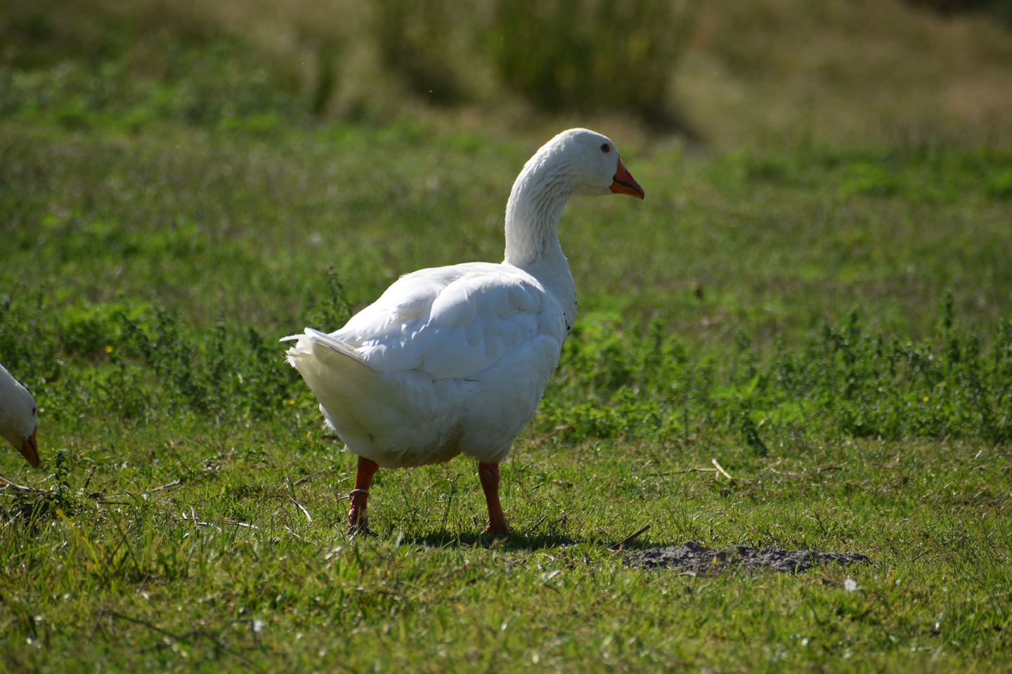 1/500, f/5.3, ISO 100, 300mm