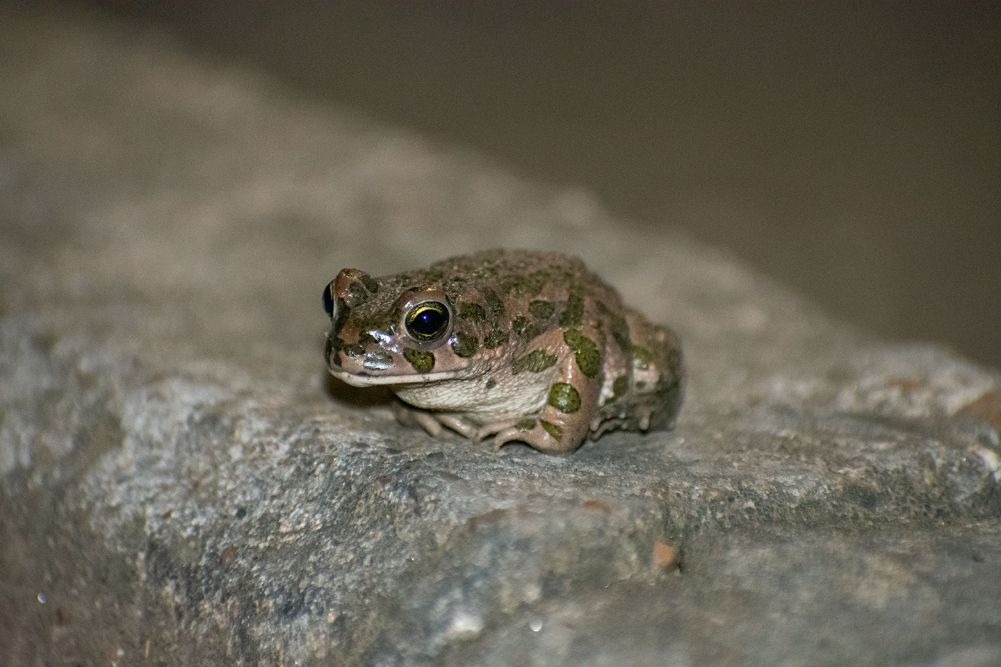 1/500, f/8, ISO 180, 300mm