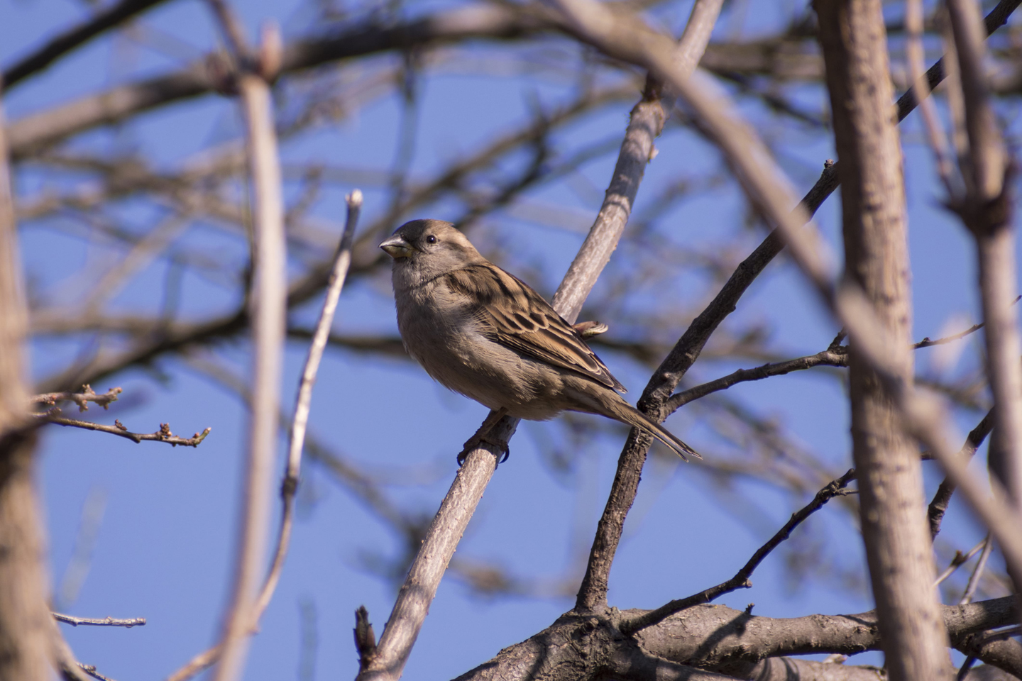 1/500, f/8, ISO 180, 300mm