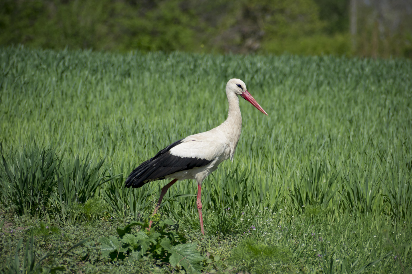 1/500, f/8, ISO 110, 300mm