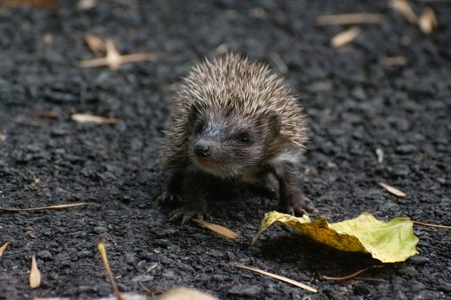 1/125, f/5.6, ISO 400, 55mm