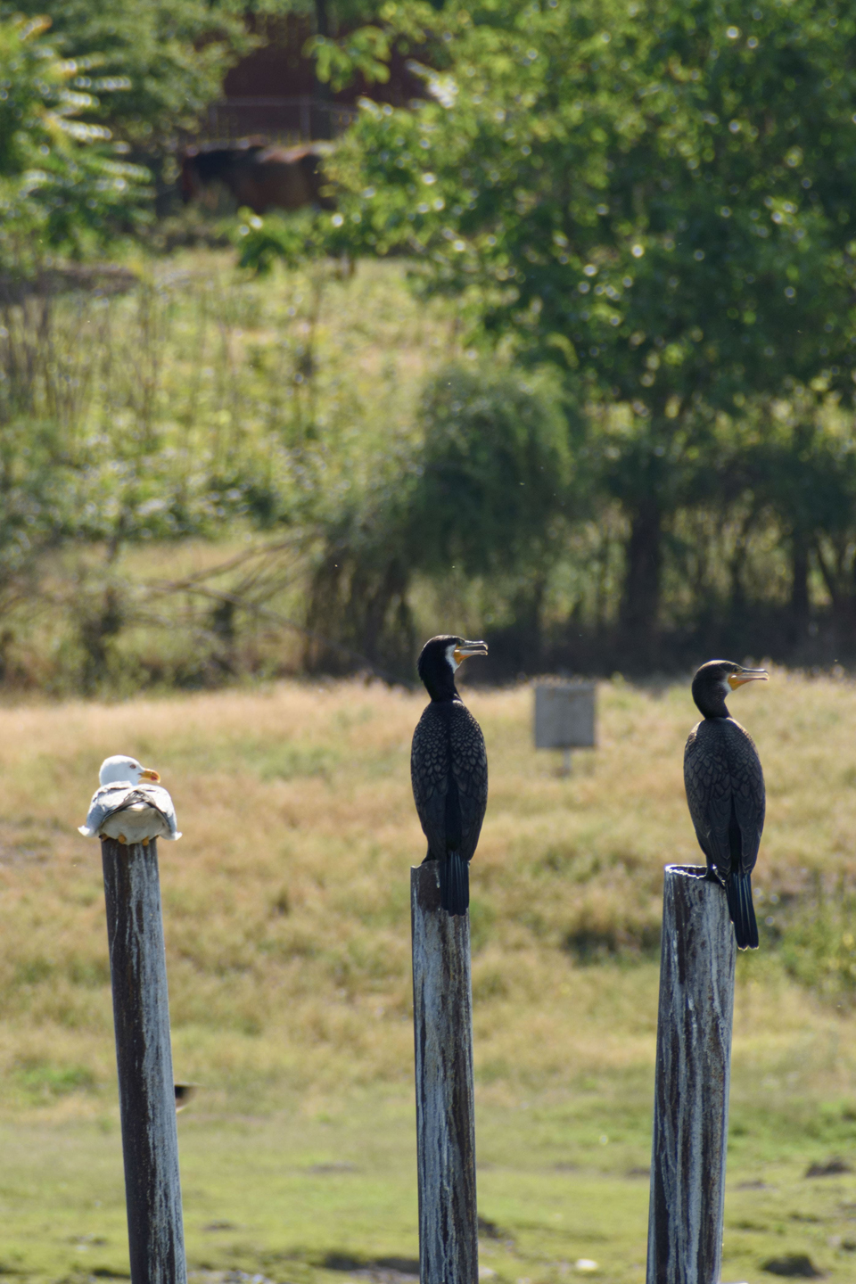 1/160, f/10, ISO 100, 300mm