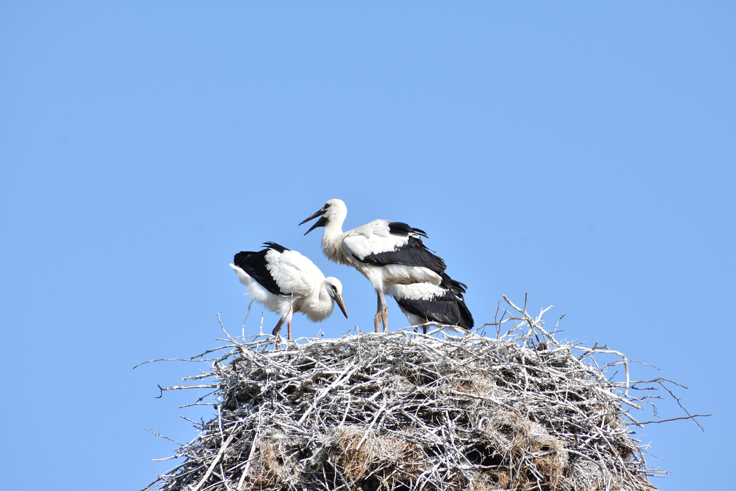 1/250, f/11, ISO 200, 270mm