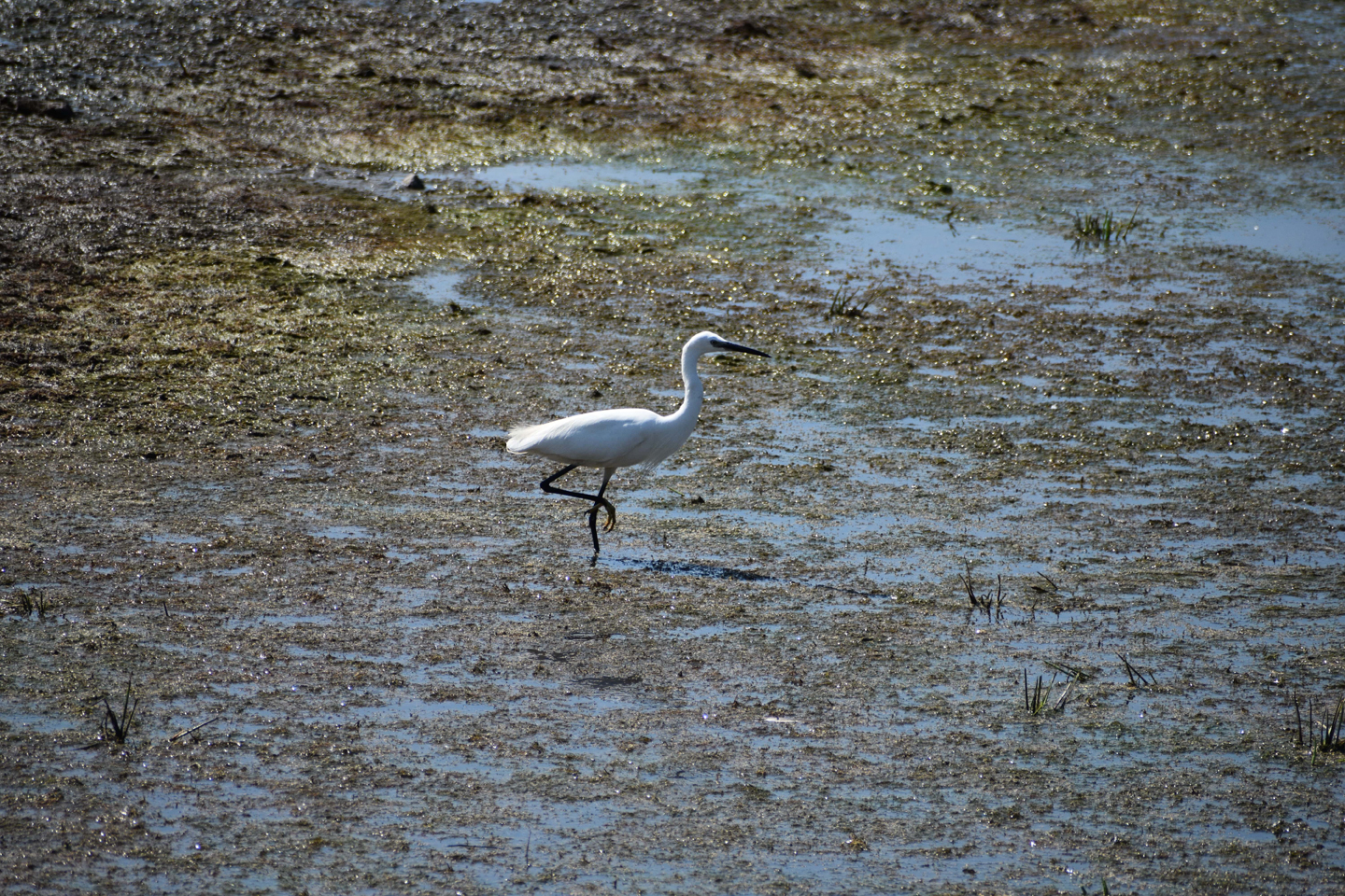 1/2000, f/7.1, ISO 400, 300mm