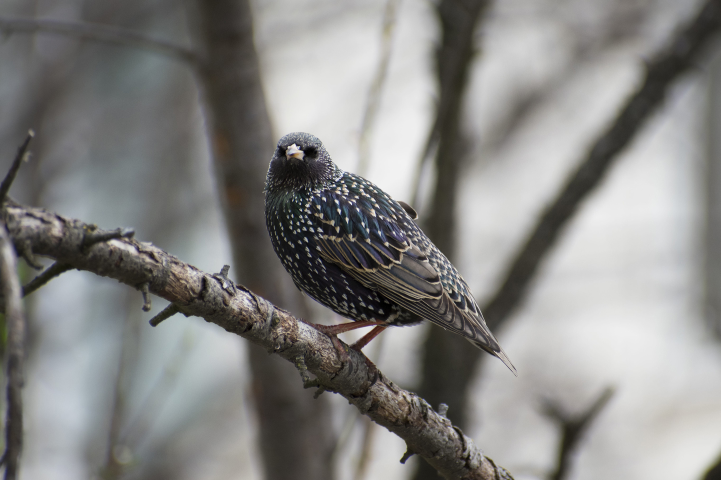 1/200, f/6.3, ISO 400, 300mm