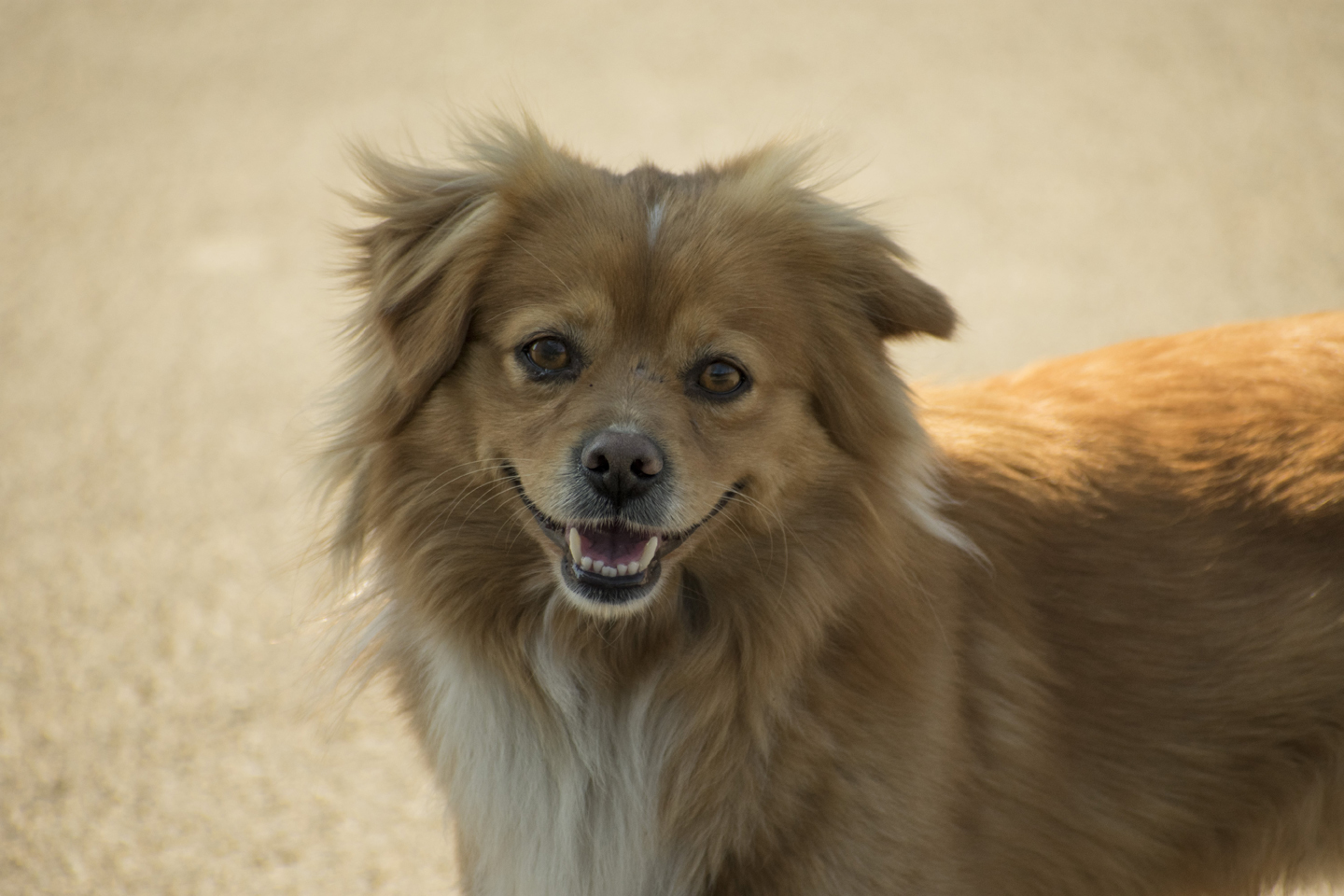 1/1000, f/6.3, ISO 560, 300mm