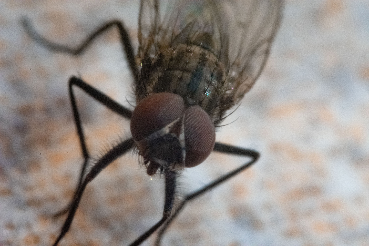 1/250, f/6.3, ISO 1100, 300mm