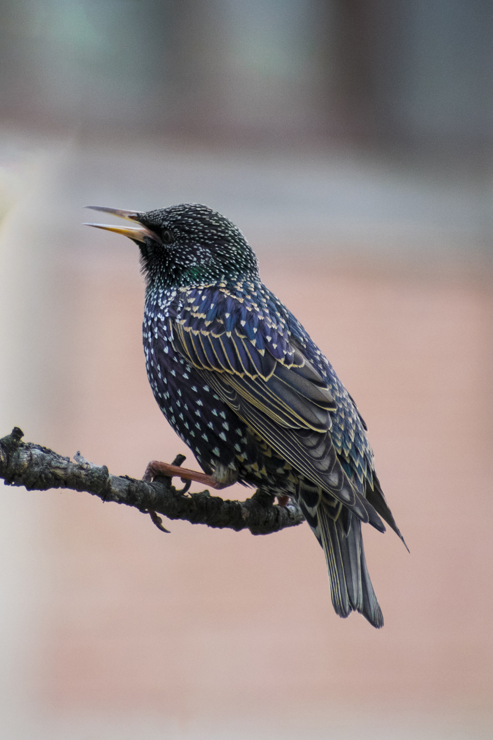 1/250, f/6.3, ISO 800, 300mm