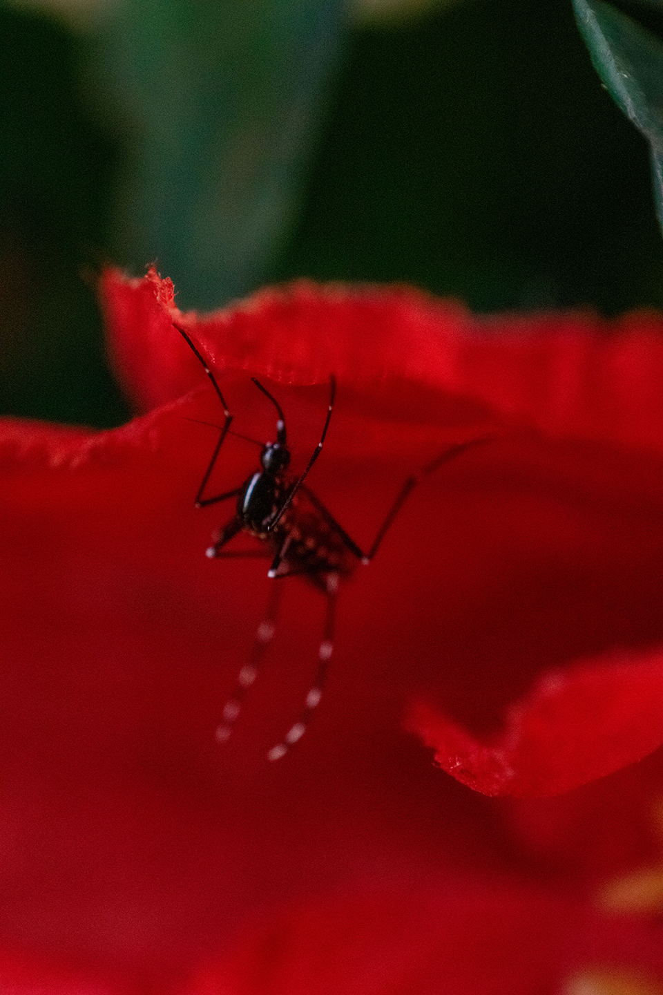 1/250, f/6.3, ISO 1100, 300mm