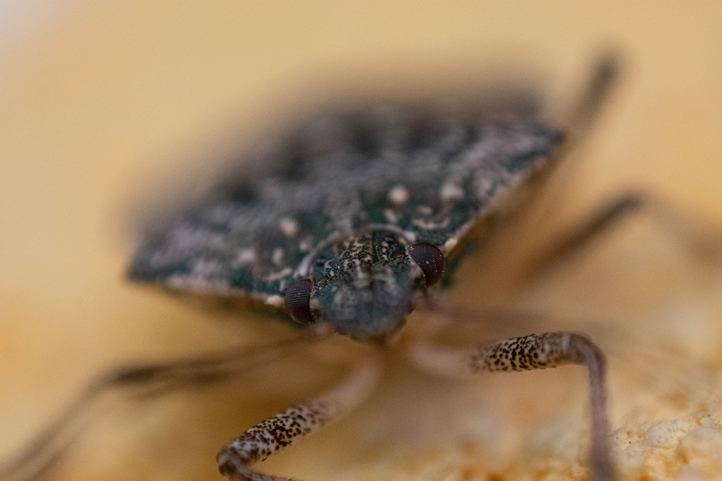 1/250, f/6.3, ISO 1100, 300mm