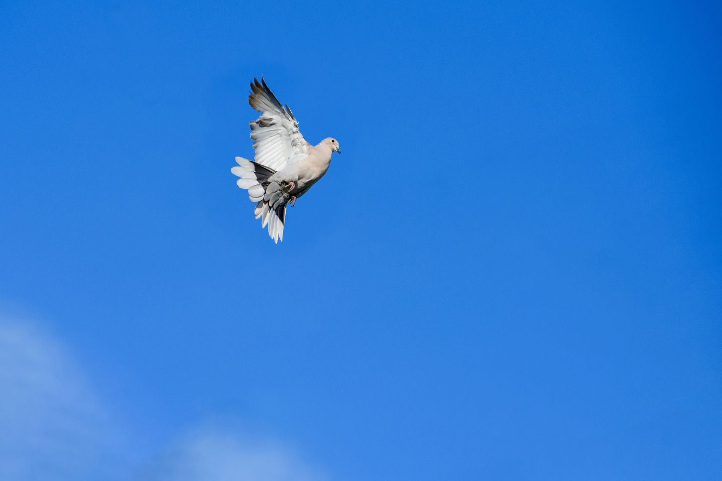 1/1600, f/7.1, ISO 400, 145mm