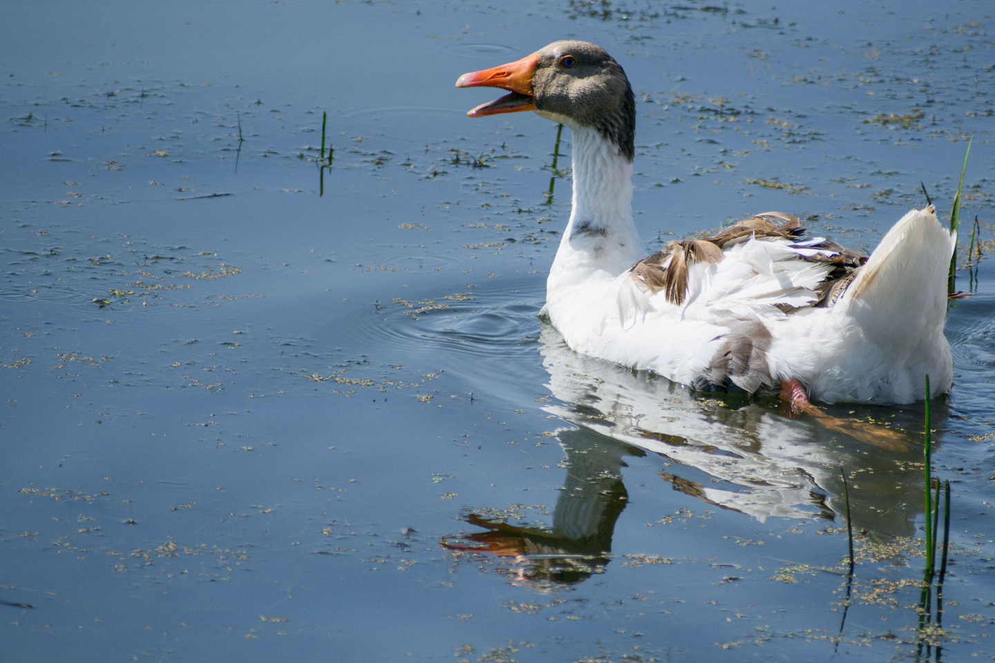 1/2500, f/6.3, ISO 100, 300mm