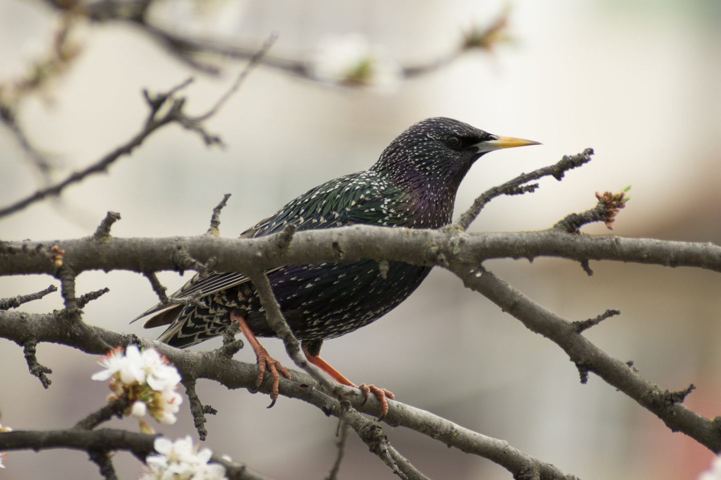 1/200, f/6.3, ISO 400, 300mm