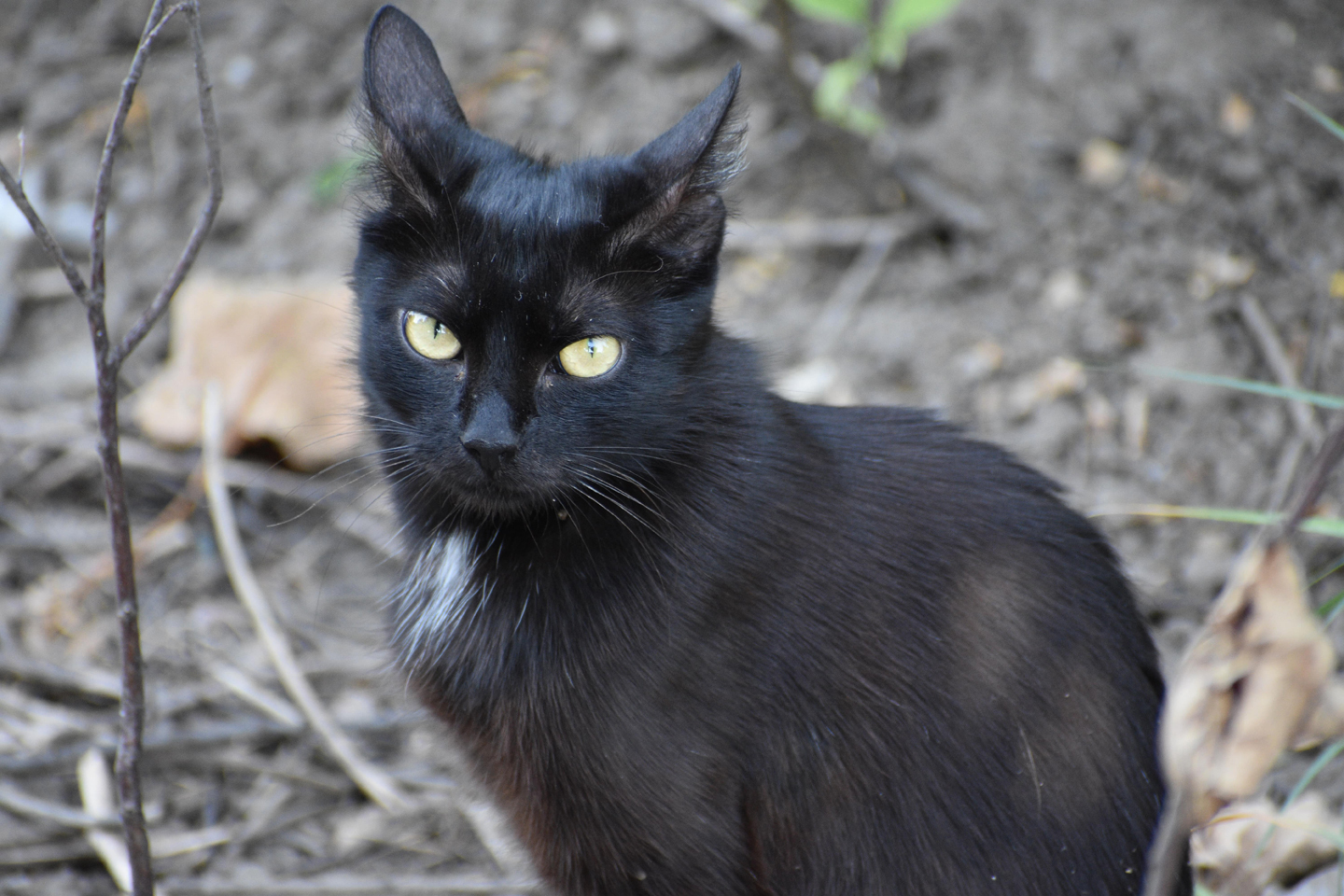 1/250, f/6.3, ISO 1100, 300mm