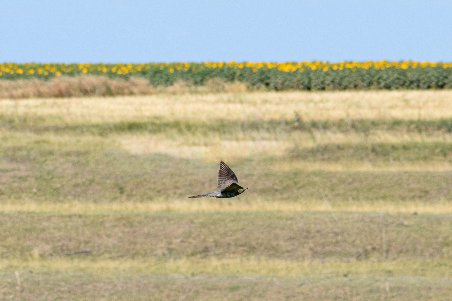 1/2000, f/11, ISO 400, 170mm