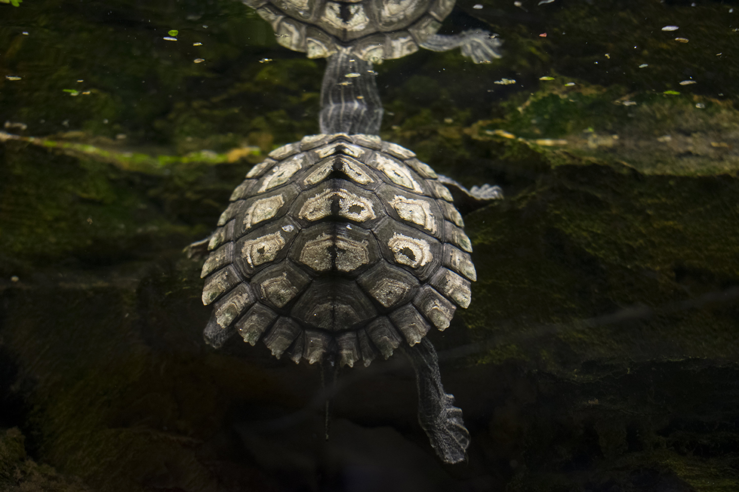 1/60, f/5.6, ISO 800, 36mm