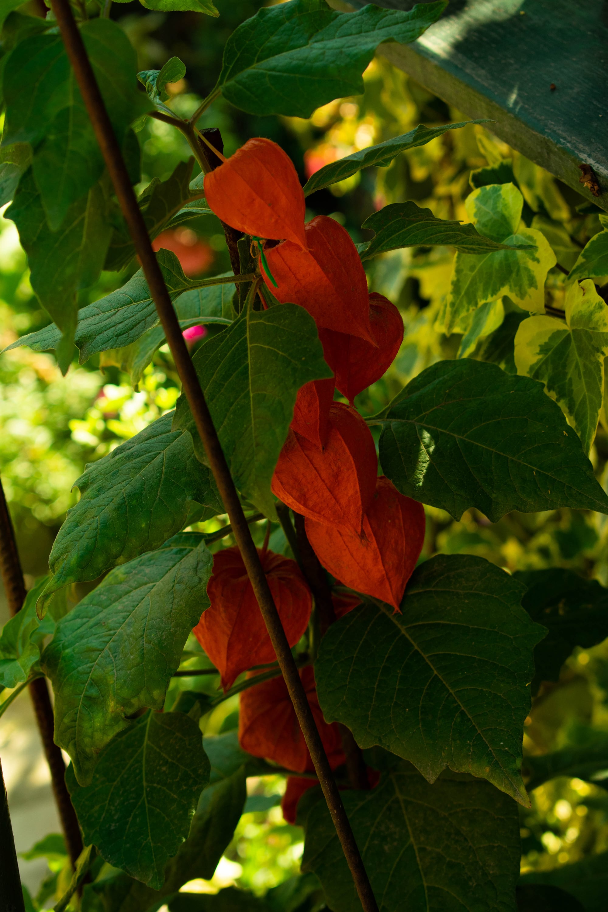 1/125, f/5.6, ISO 200, 55mm