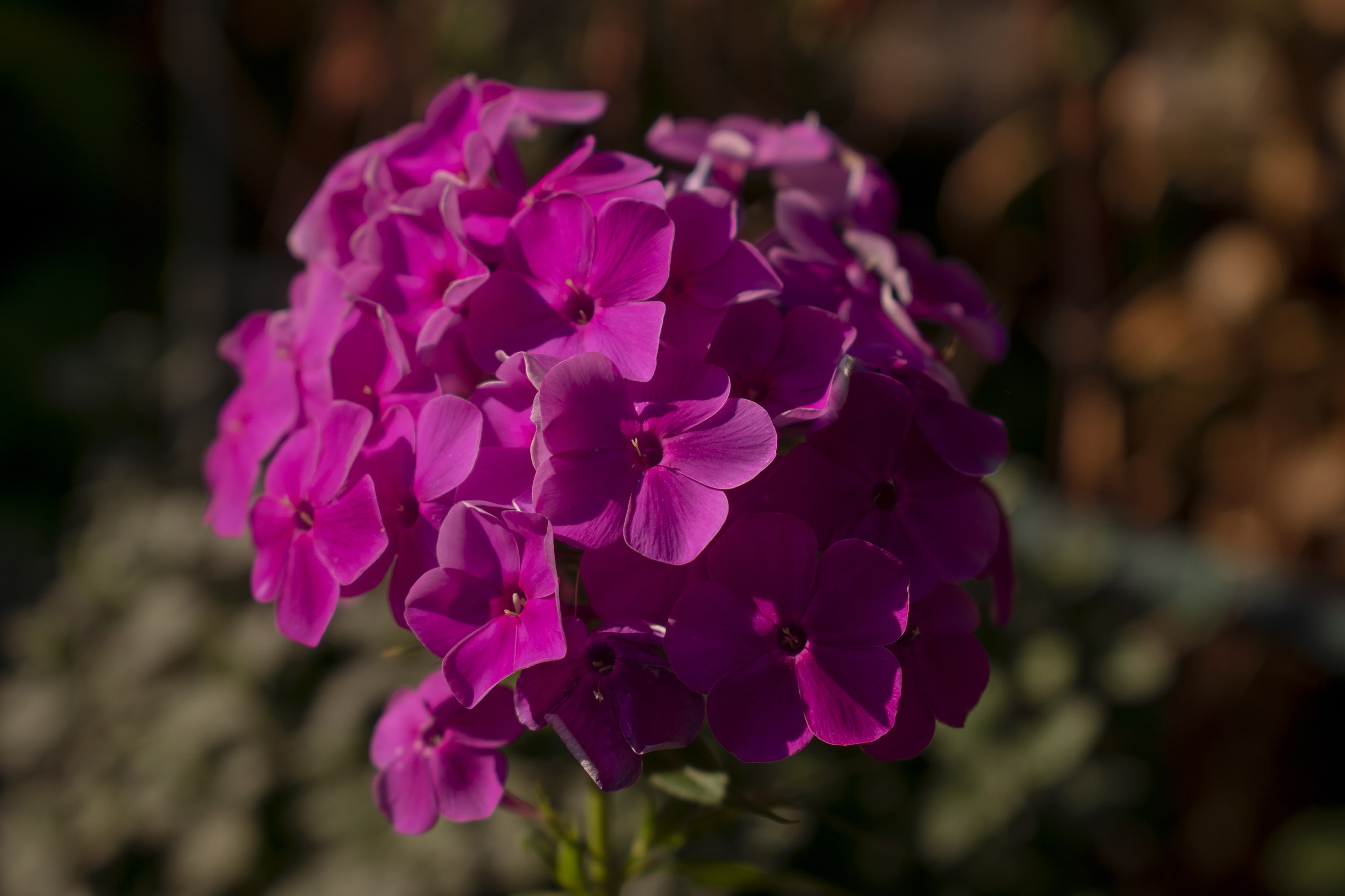 1/800, f/5.6, ISO 100, 50mm