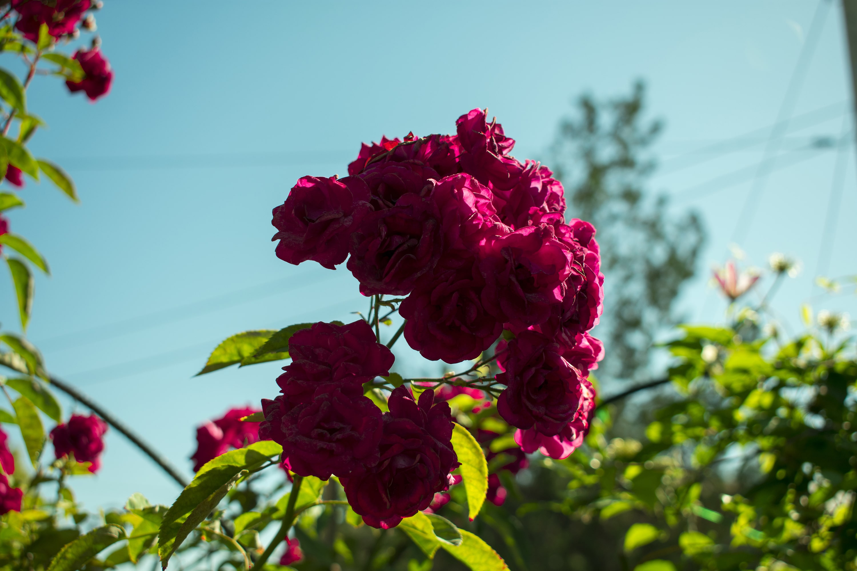 1/500, f/5.6, ISO 100, 34mm