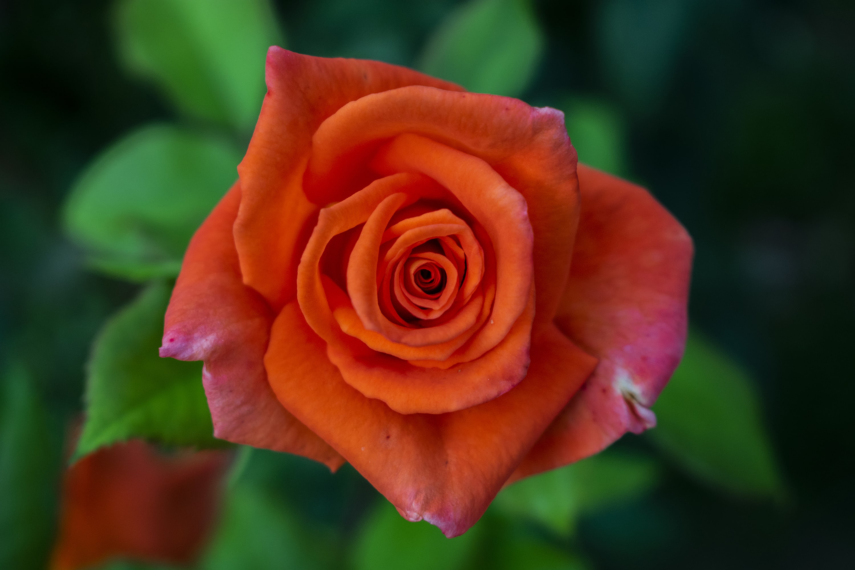 1/250, f/5, ISO 450, 42mm